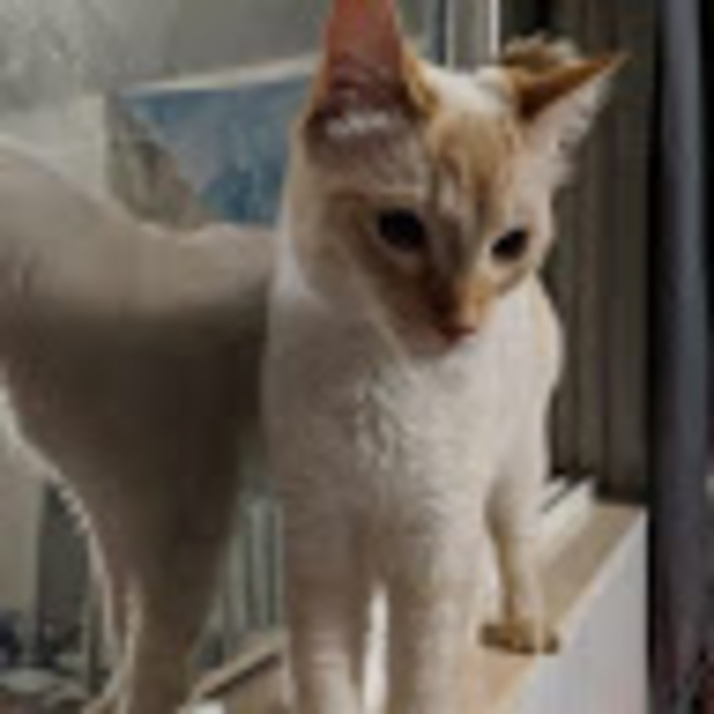 Meet your Posher, Monica